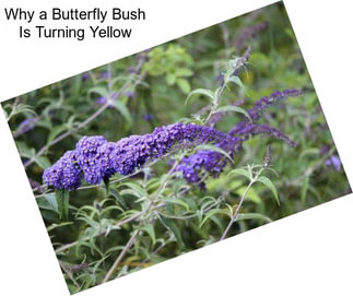 Why a Butterfly Bush Is Turning Yellow