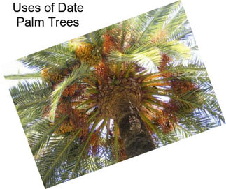 Uses of Date Palm Trees