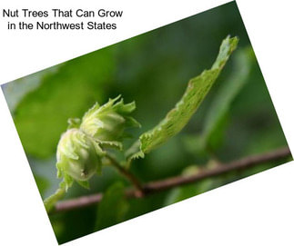 Nut Trees That Can Grow in the Northwest States