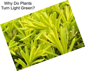 Why Do Plants Turn Light Green?