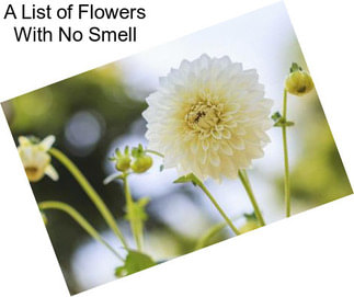 A List of Flowers With No Smell