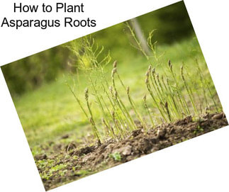 How to Plant Asparagus Roots