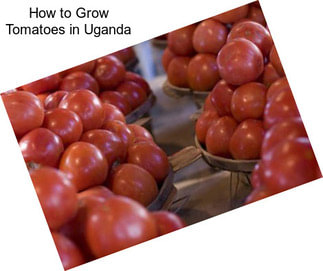 How to Grow Tomatoes in Uganda