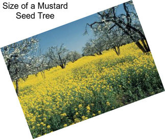 Size of a Mustard Seed Tree