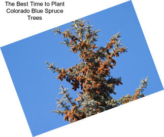 The Best Time to Plant Colorado Blue Spruce Trees