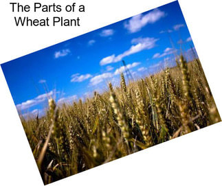 The Parts of a Wheat Plant