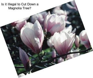 Is it Illegal to Cut Down a Magnolia Tree?