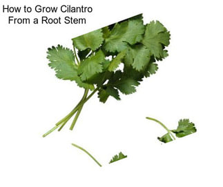How to Grow Cilantro From a Root Stem