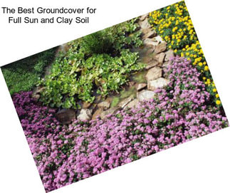 The Best Groundcover for Full Sun and Clay Soil