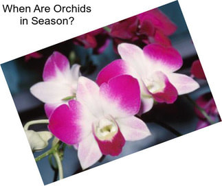 When Are Orchids in Season?