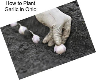 How to Plant Garlic in Ohio