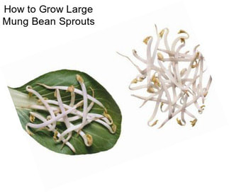 How to Grow Large Mung Bean Sprouts