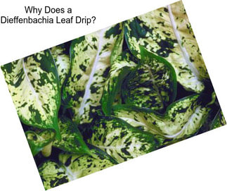 Why Does a Dieffenbachia Leaf Drip?