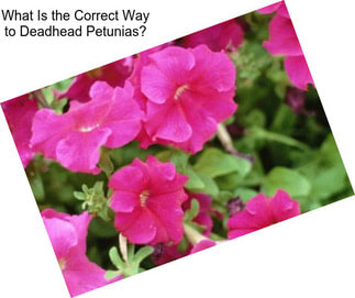 What Is the Correct Way to Deadhead Petunias?