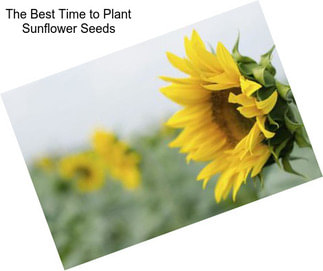 The Best Time to Plant Sunflower Seeds