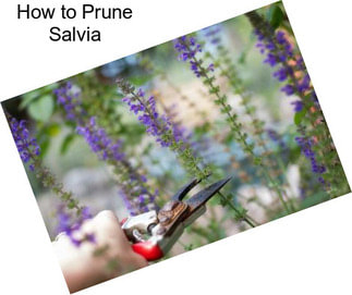 How to Prune Salvia