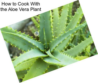 How to Cook With the Aloe Vera Plant