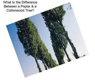 What Is the Difference Between a Poplar & a Cottonwood Tree?