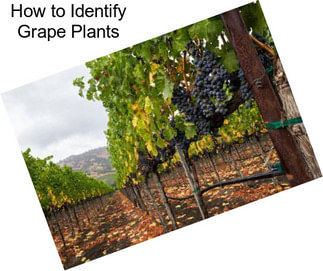 How to Identify Grape Plants