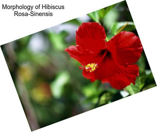 Morphology of Hibiscus Rosa-Sinensis