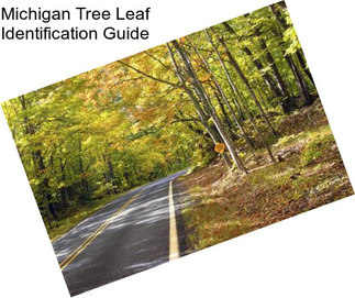 Michigan Tree Leaf Identification Guide