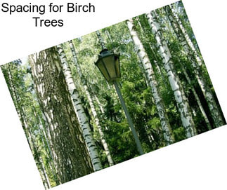 Spacing for Birch Trees