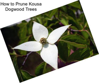 How to Prune Kousa Dogwood Trees