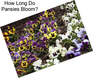 How Long Do Pansies Bloom?