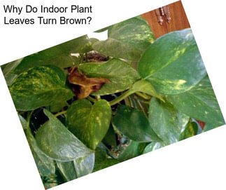 Why Do Indoor Plant Leaves Turn Brown?