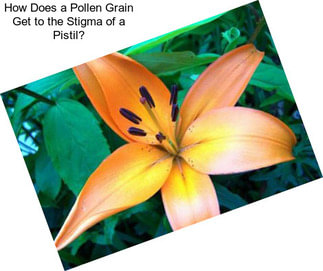 How Does a Pollen Grain Get to the Stigma of a Pistil?