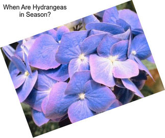 When Are Hydrangeas in Season?