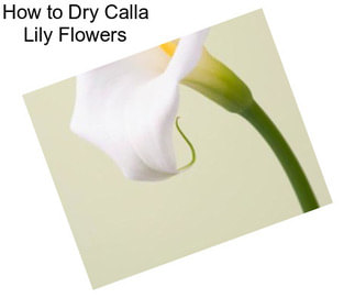 How to Dry Calla Lily Flowers