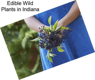 Edible Wild Plants in Indiana