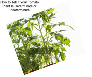 How to Tell if Your Tomato Plant Is Determinate or Indeterminate