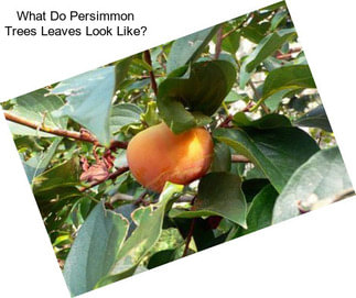 What Do Persimmon Trees Leaves Look Like?