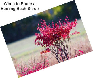 When to Prune a Burning Bush Shrub