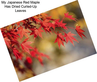 My Japanese Red Maple Has Dried Curled-Up Leaves