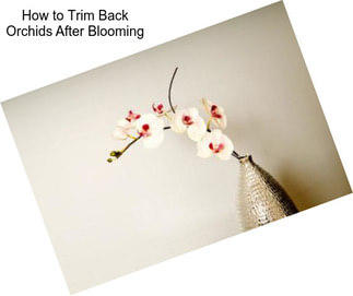 How to Trim Back Orchids After Blooming