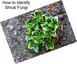 How to Identify Shrub Fungi