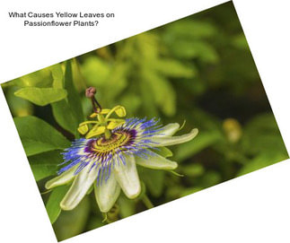 What Causes Yellow Leaves on Passionflower Plants?