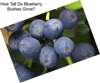 How Tall Do Blueberry Bushes Grow?