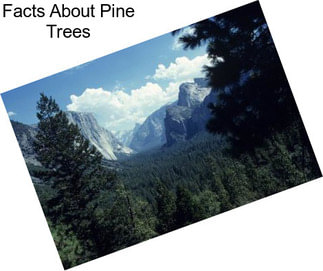 Facts About Pine Trees