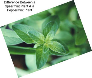 Difference Between a Spearmint Plant & a Peppermint Plant