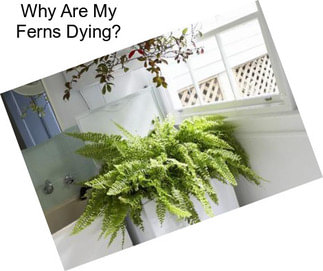 Why Are My Ferns Dying?
