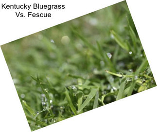 Kentucky Bluegrass Vs. Fescue