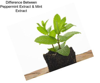 Difference Between Peppermint Extract & Mint Extract