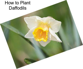 How to Plant Daffodils