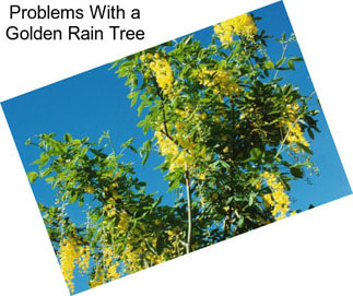Problems With a Golden Rain Tree