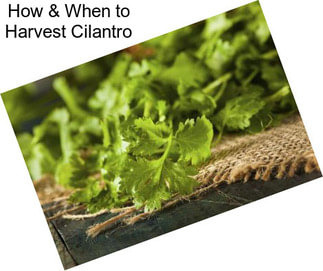 How & When to Harvest Cilantro