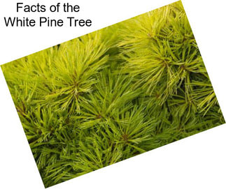 Facts of the White Pine Tree
